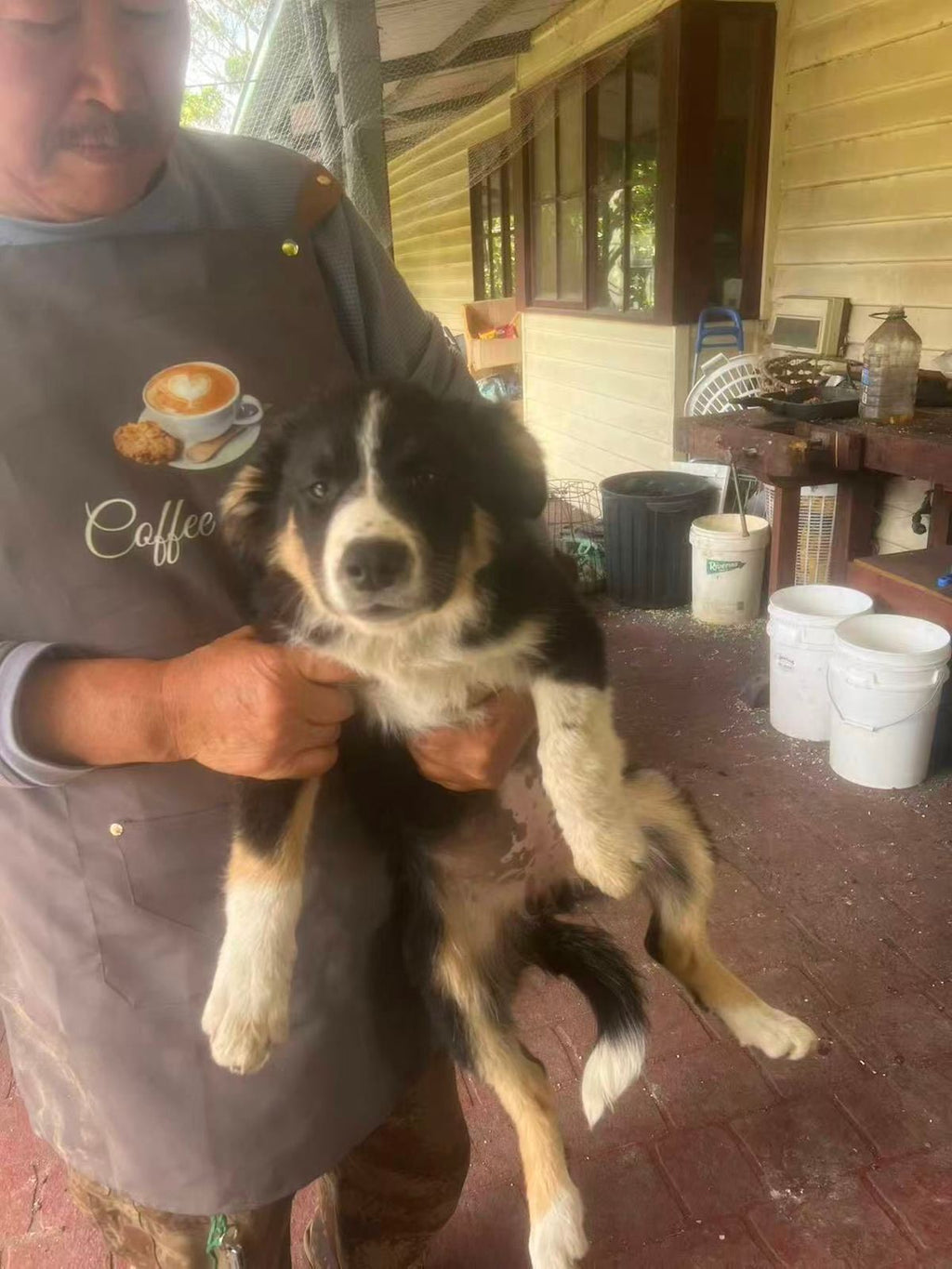 Pure bred Border Collie Puppies For Sale