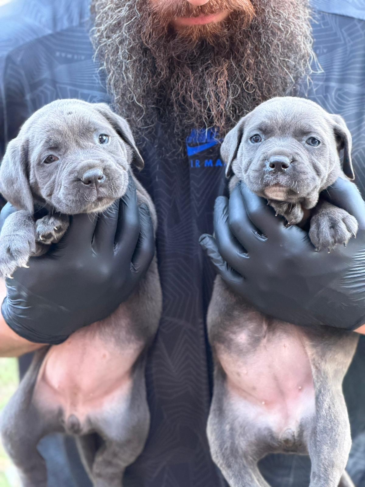 Cane corso puppies