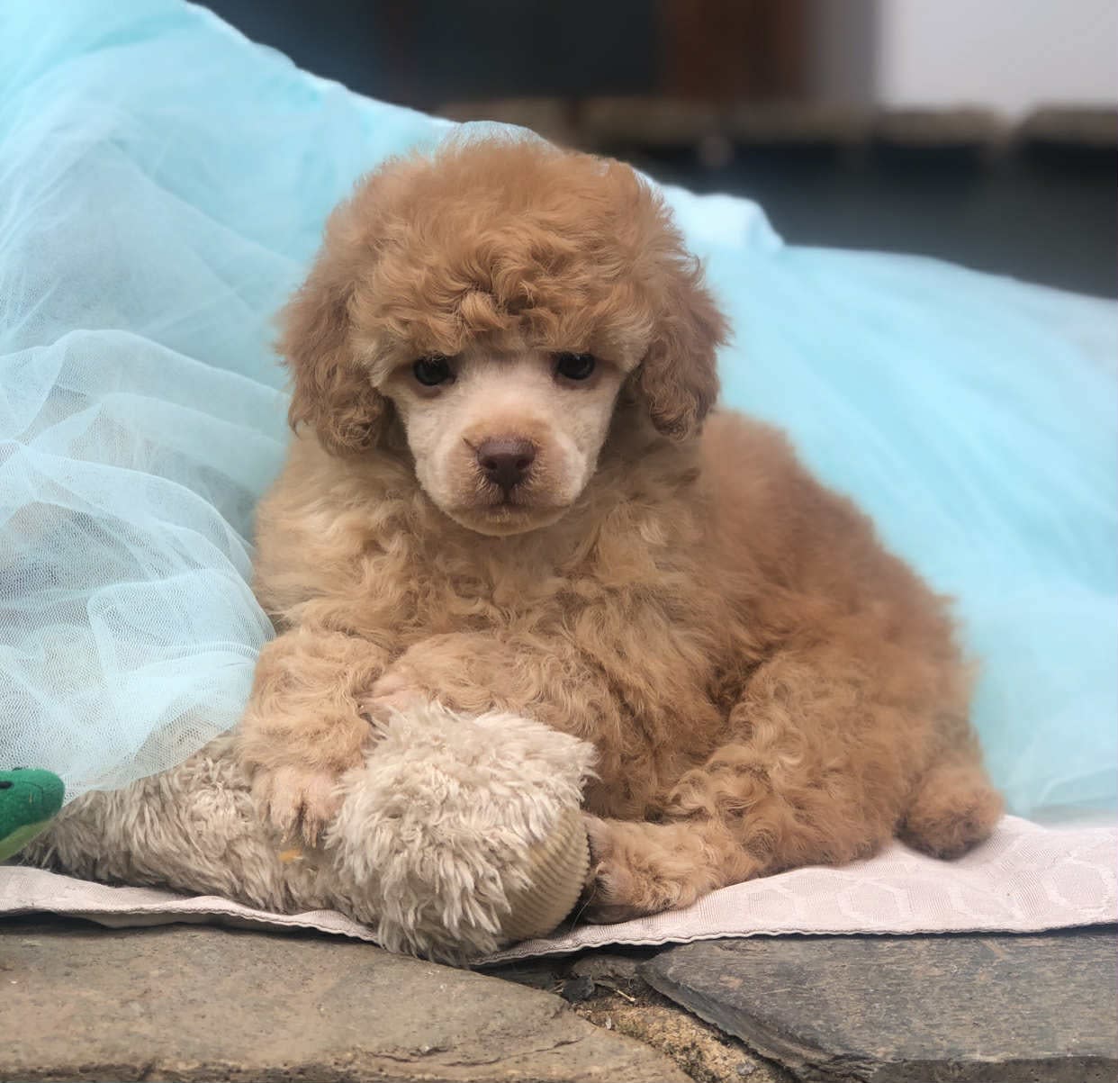 Purebred Toy Poodle Puppies