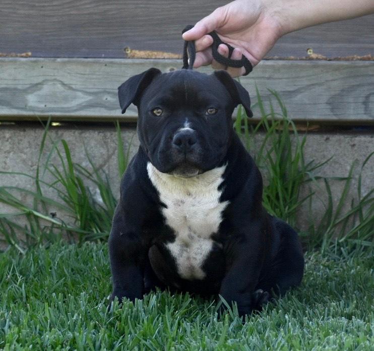 American bully pups