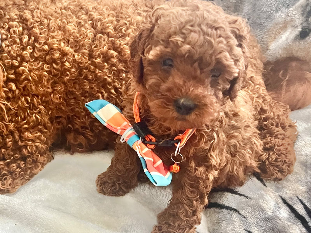 Tiny Adorable Cavoodle pups Available Now