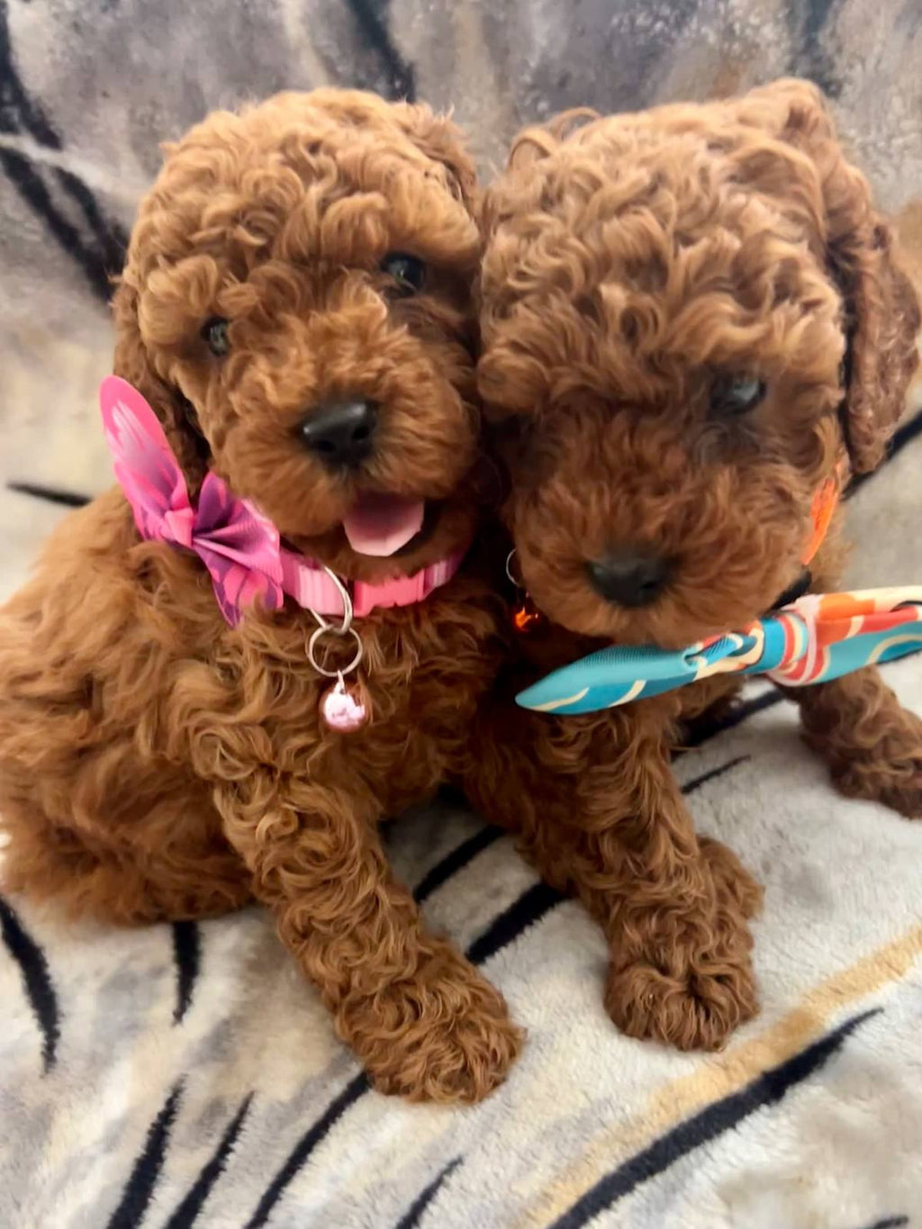 Tiny Adorable Cavoodle pups Available Now