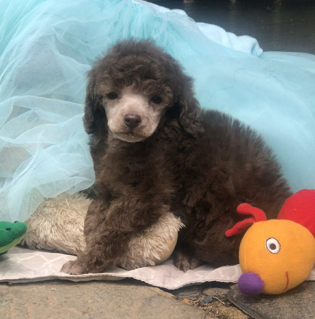 Purebred Toy Poodle Puppies