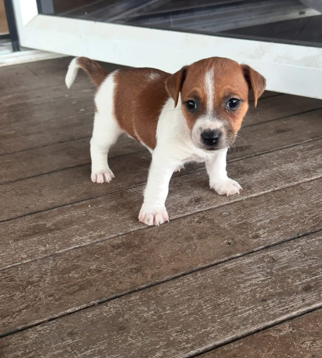 Purebred Jack Russell Puppies