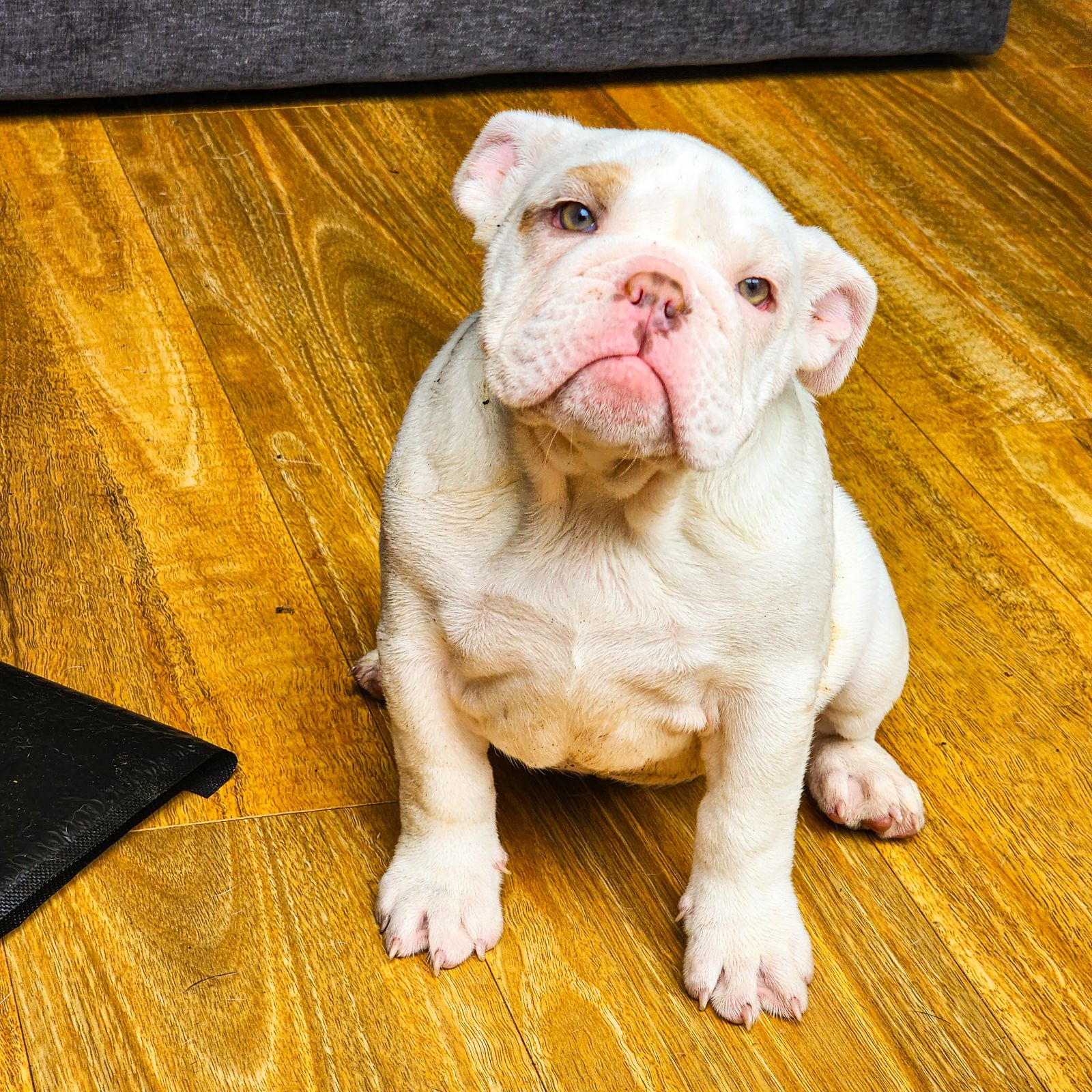 British Bulldog - Guardian or Pet