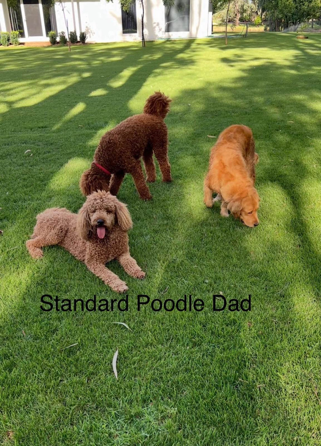 🐾 Gorgeous Groodle F1 Puppies – 🐶