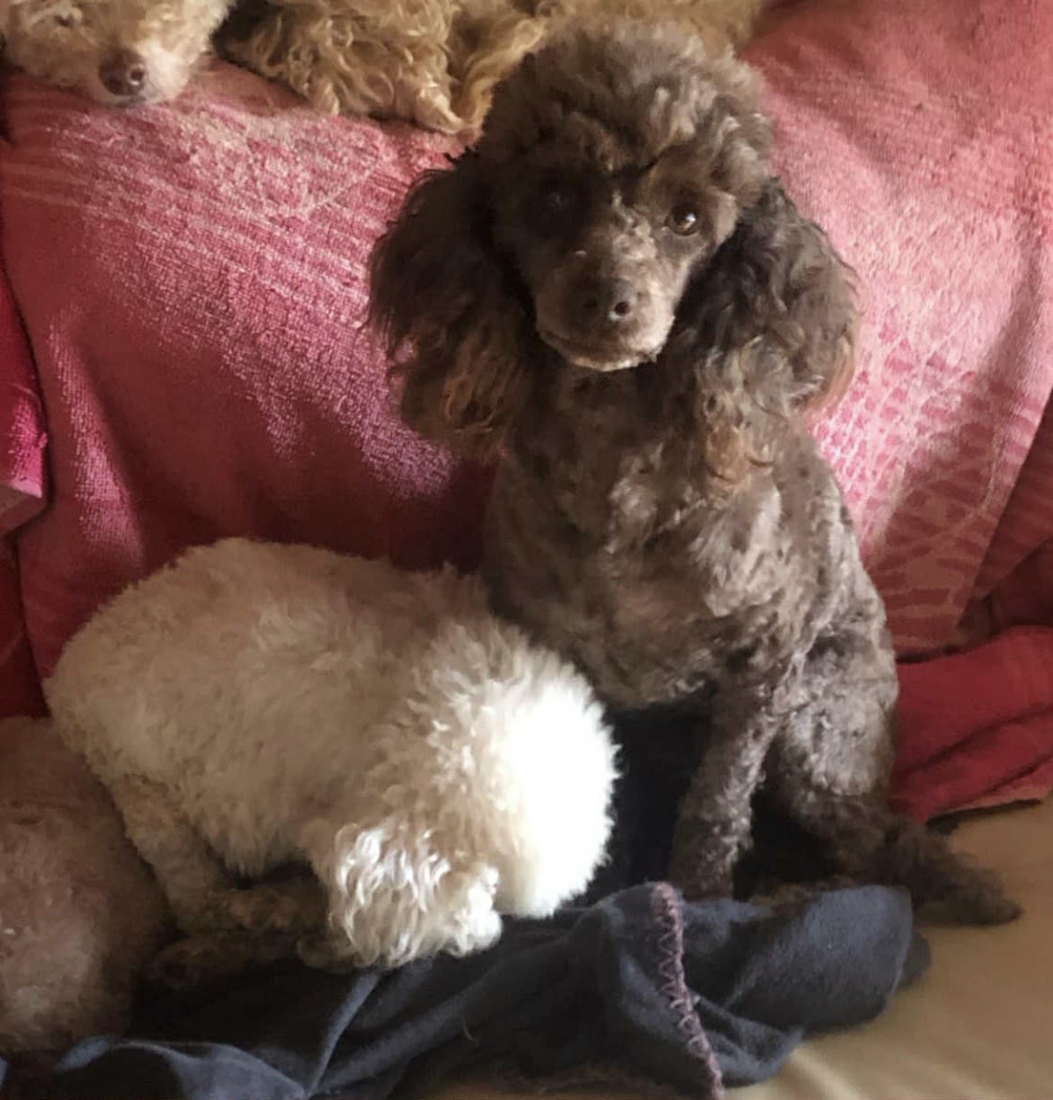 Purebred Toy Poodle Puppies