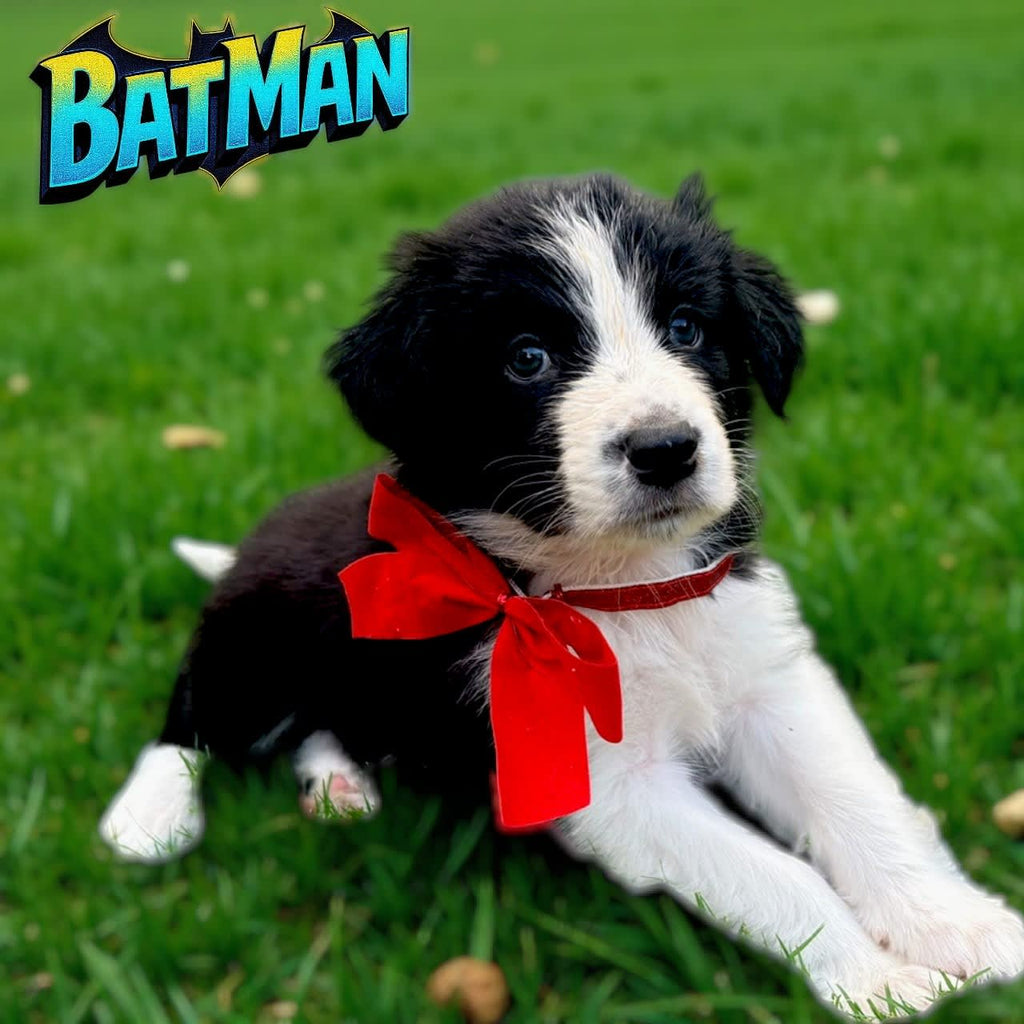 Chubby Purebred Border Collie Puppies 3 Boys & 1 Girl