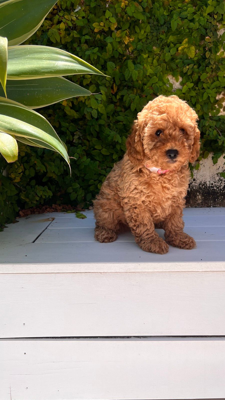 ONLY 2 LEFT - Red CAVOODLE Teddy puppies READY TO GO HOME
