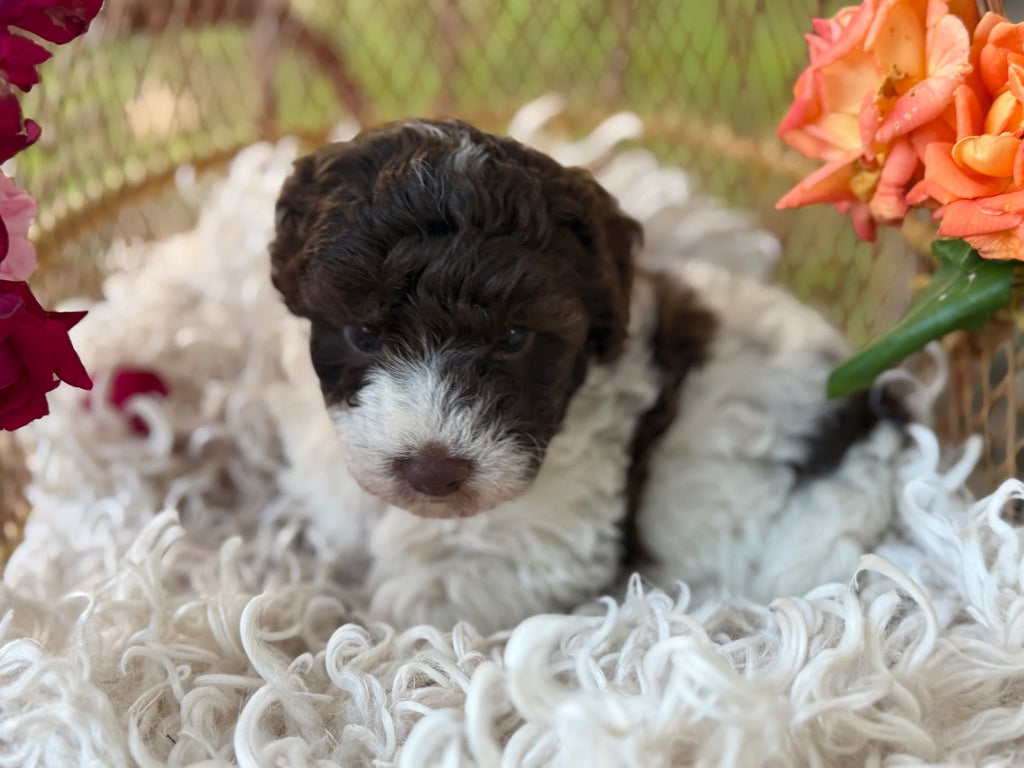 Gorgeous Pure Toy Parti Poodles