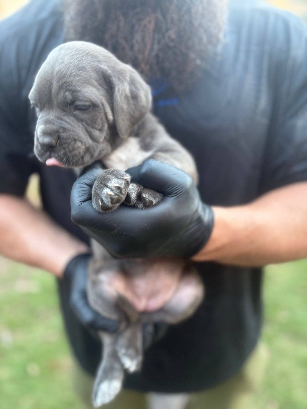 German Shepherd Puppies