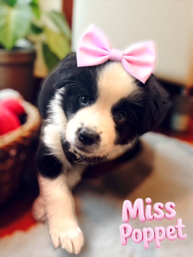 Chubby Purebred Border Collie Puppies 3 Boys & 1 Girl