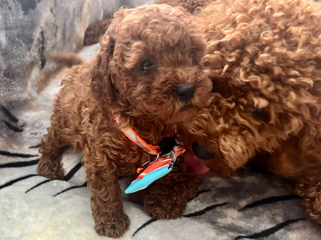 Tiny Adorable Cavoodle pups Available Now