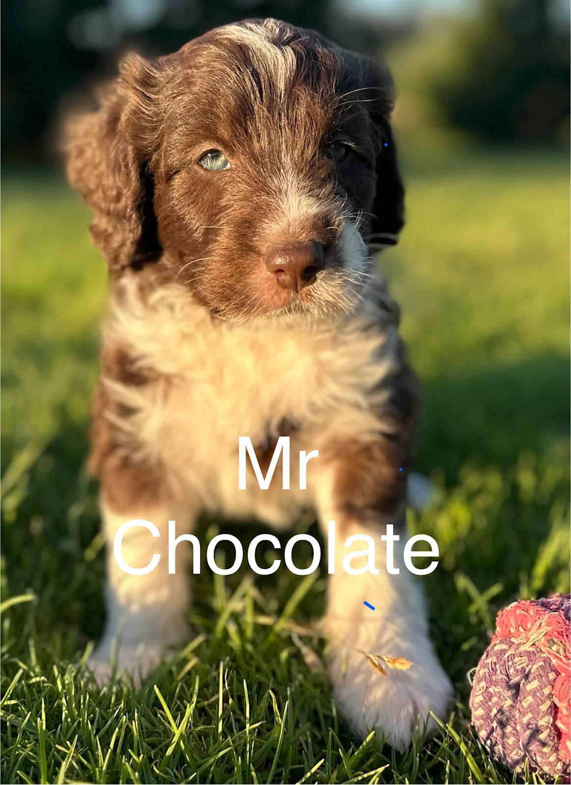 MINI BORDOODLES- Right Paw Verified -