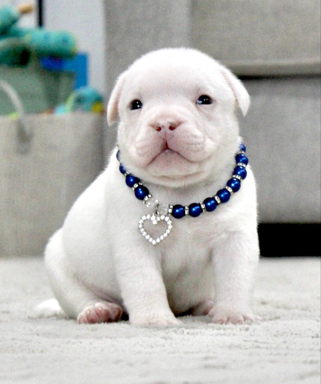 INSANE pocket bullies (American bulldog)