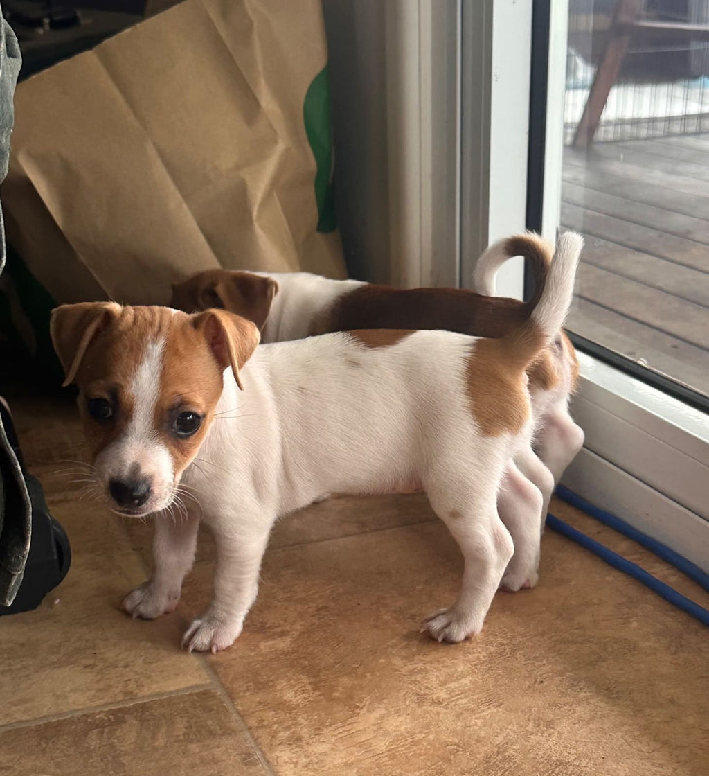 Purebred Jack Russell Puppies