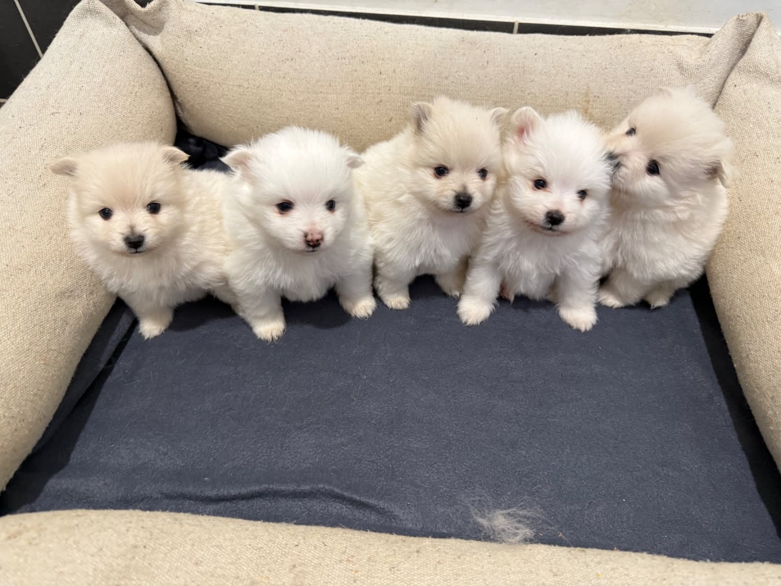 Pomeranian puppies white/ creamy white