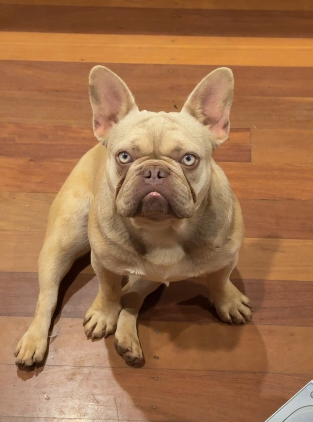 1.5 year old female new shade Isabella fawn French bulldog