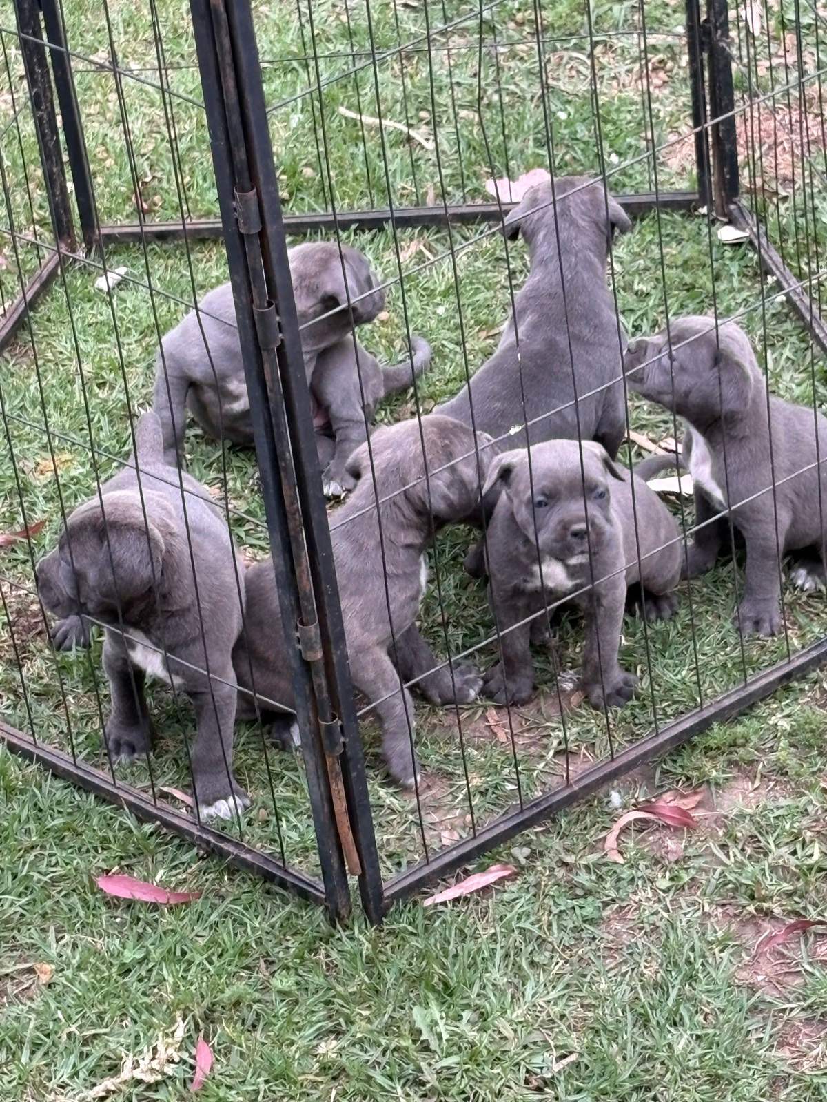 Cane corso puppies