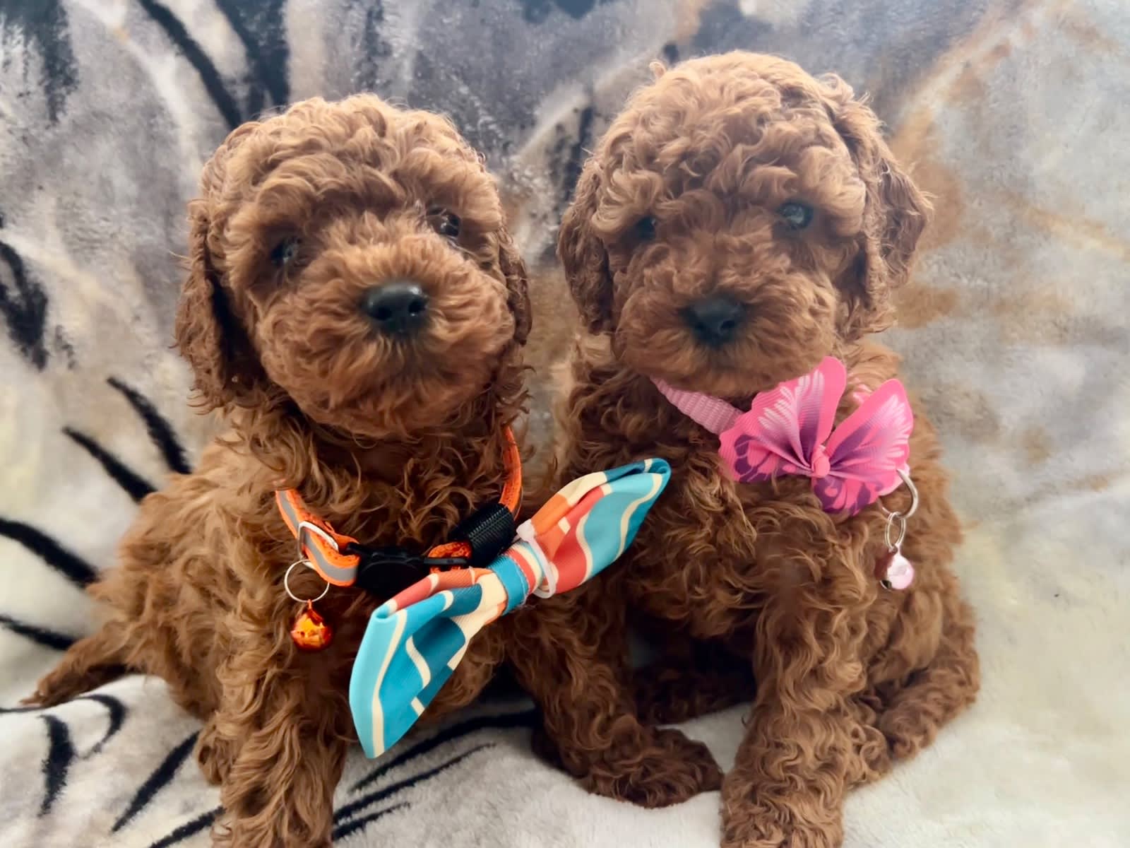 Tiny Adorable Cavoodle pups Available Now
