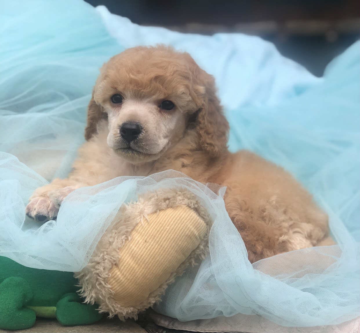 Purebred Toy Poodle Puppies