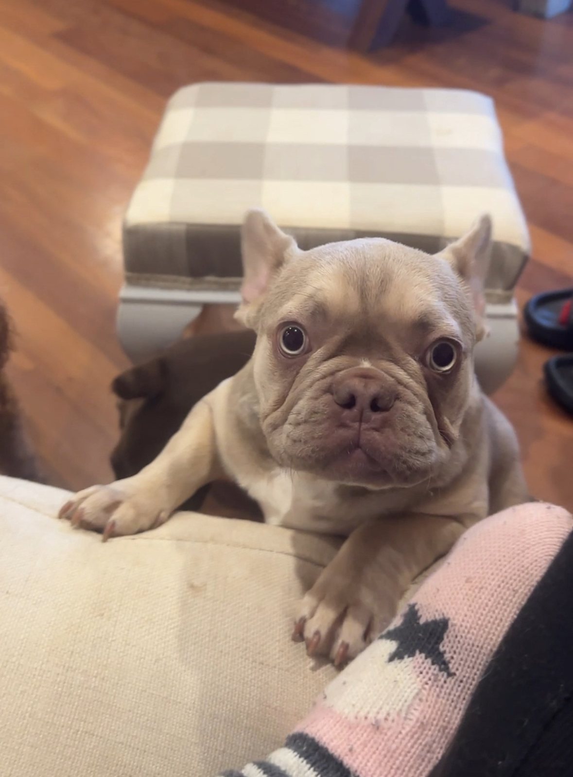 1.5 year old female new shade Isabella fawn French bulldog