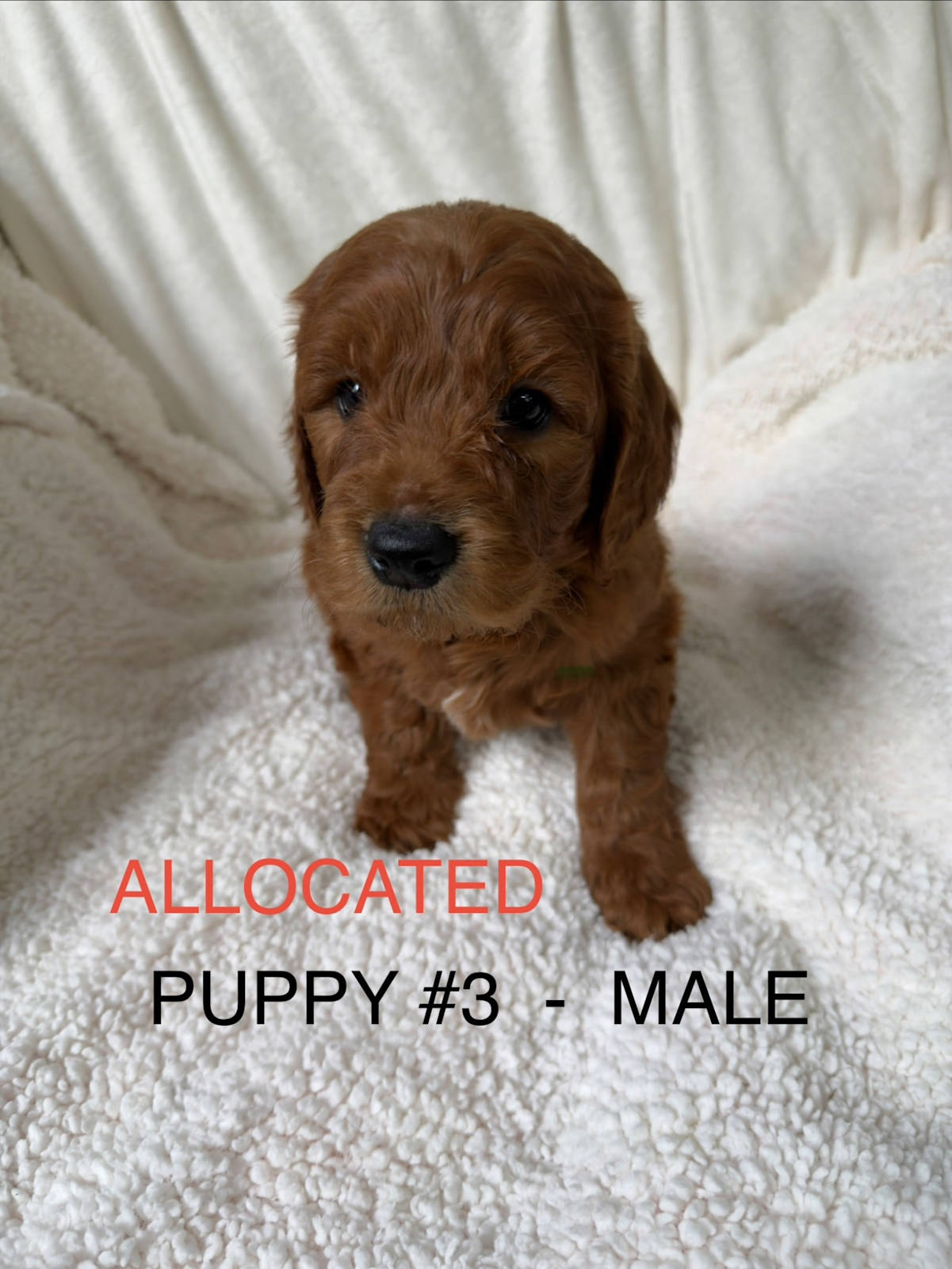 🐾 Gorgeous Groodle F1 Puppies – 🐶