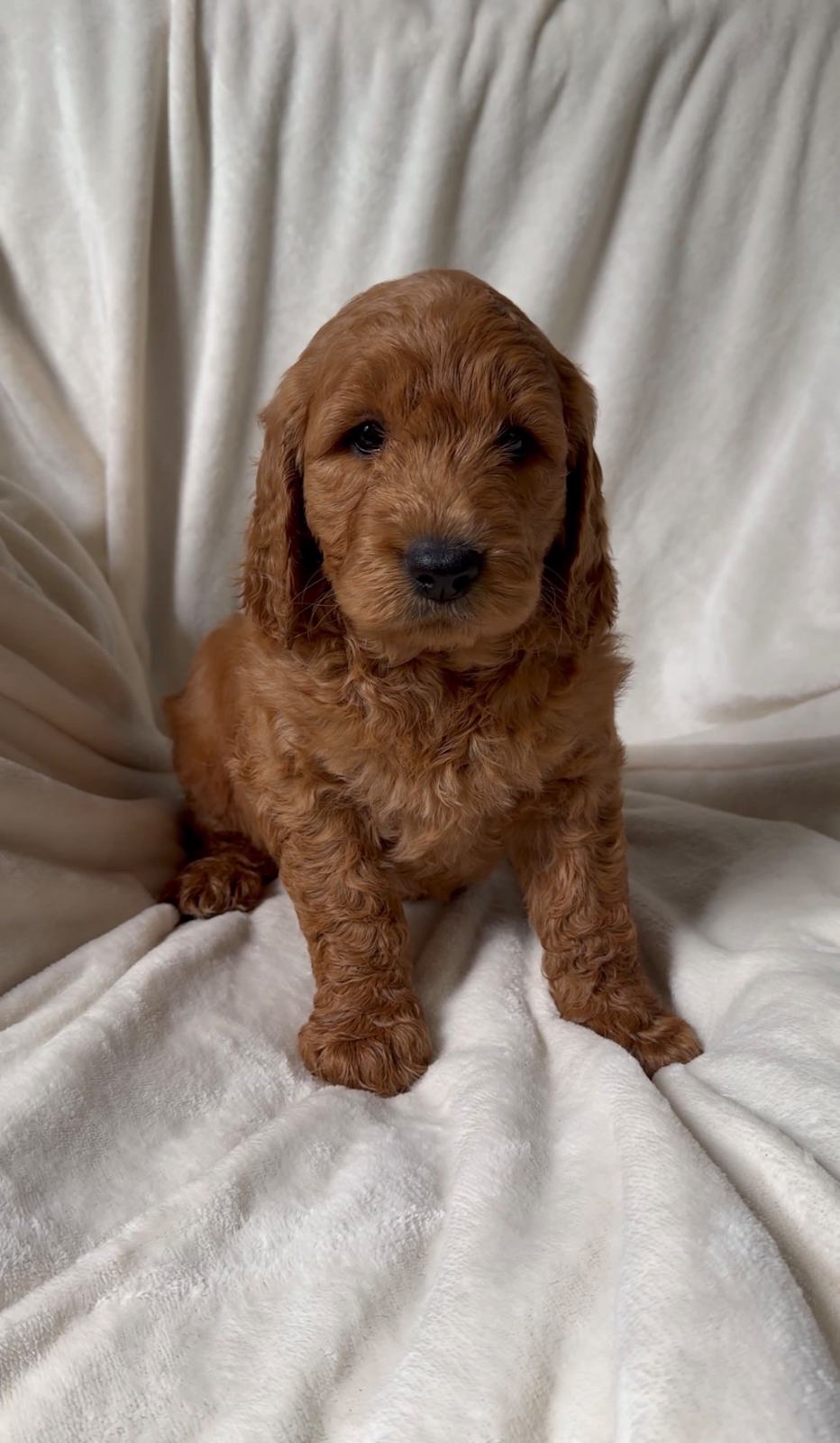 Gorgeous F1 Groodle Puppies DNA Tested, Health Guaranteed