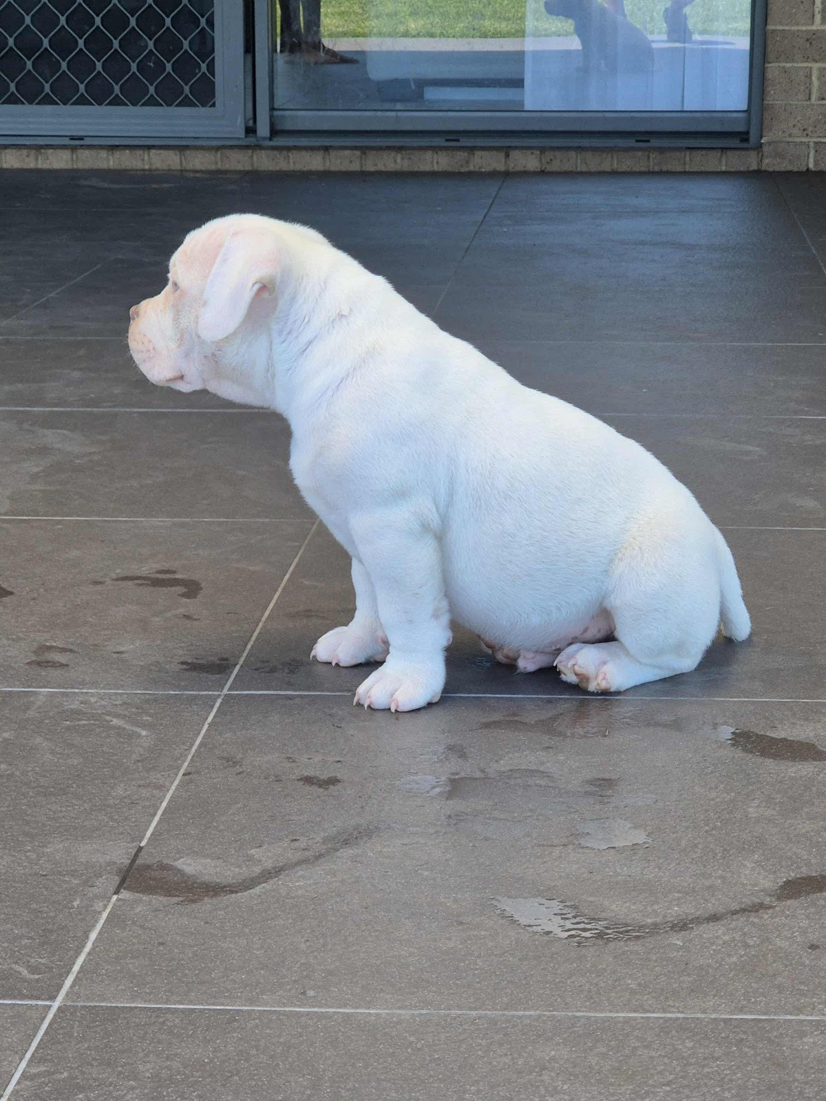 INSANE pocket bullies (American bulldog)