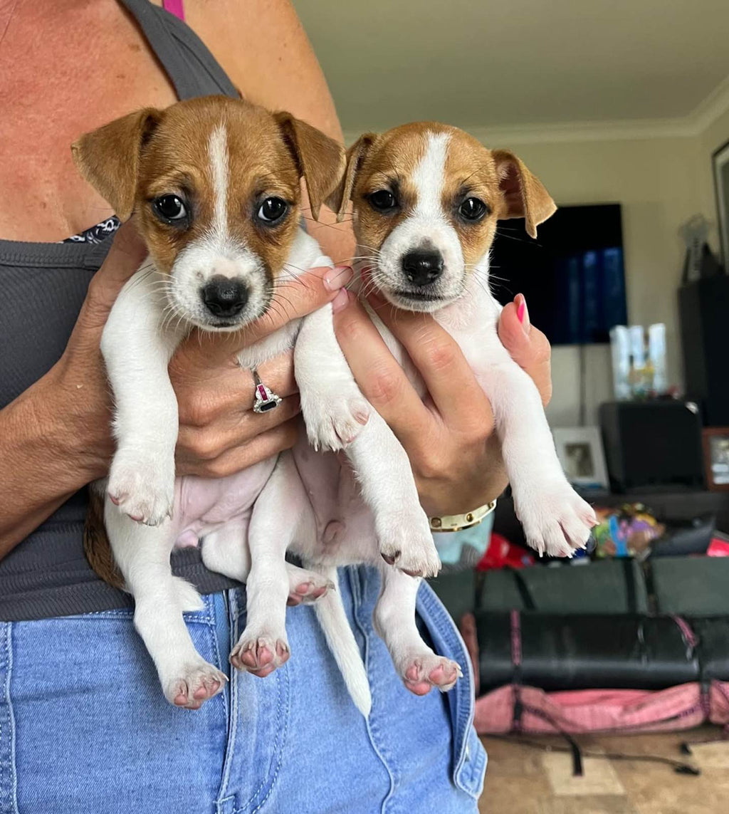 Purebred Jack Russell Puppies
