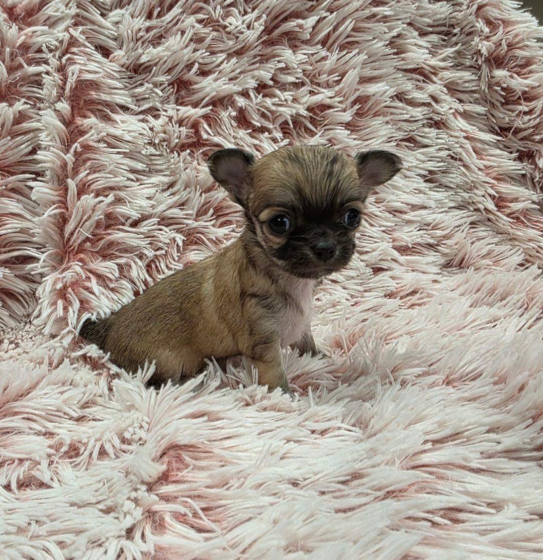 Stunning pedigree chihuahua puppies