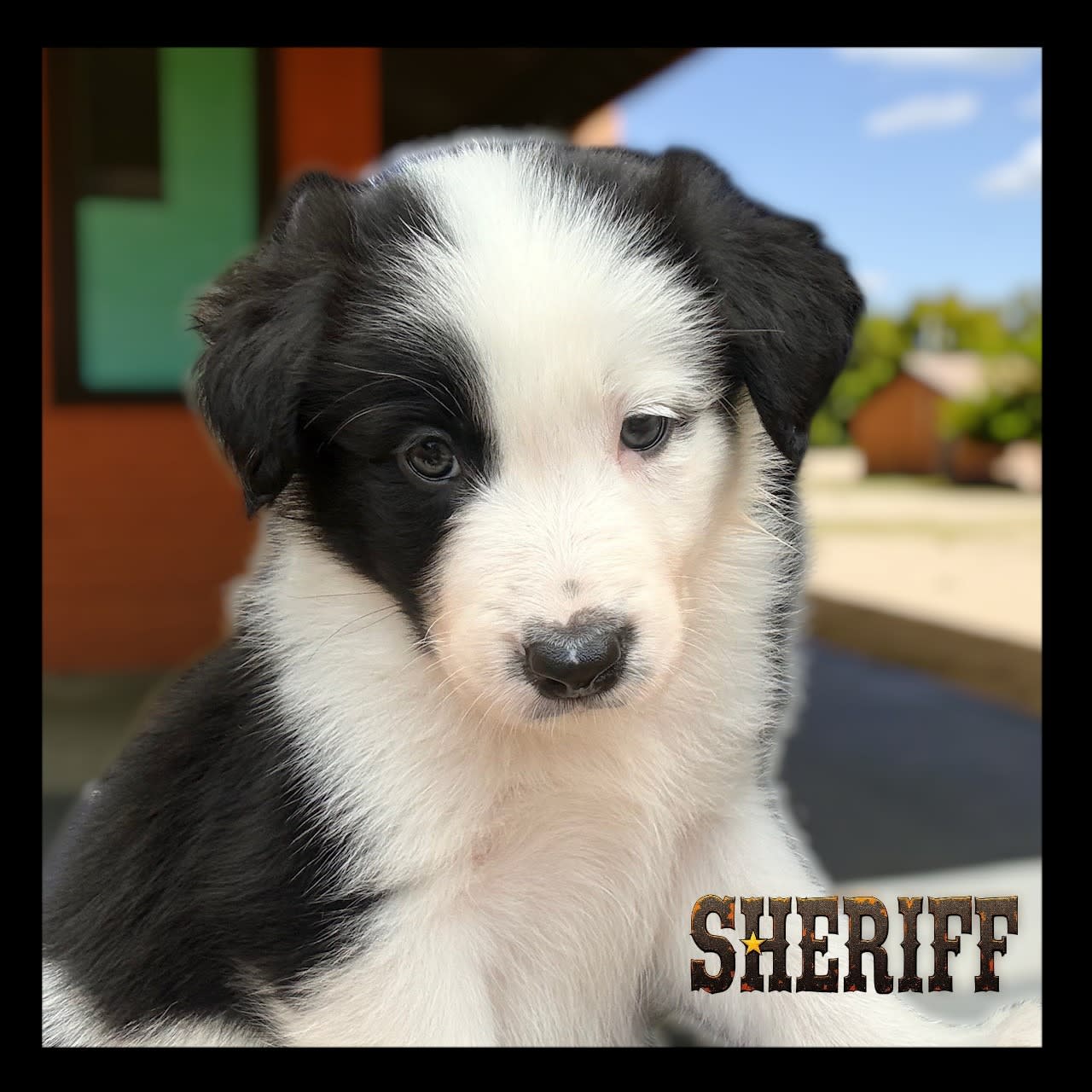 Chubby Purebred Border Collie Puppies 3 Boys & 1 Girl