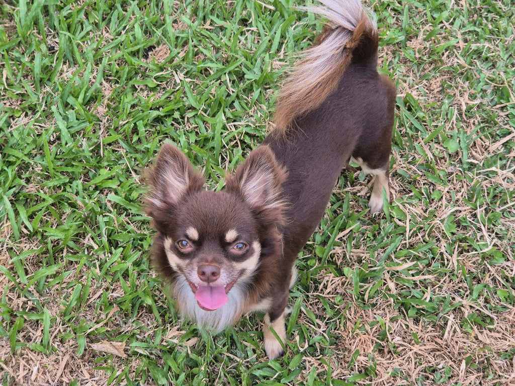 Chocolate ANKC Chihuahua DESEXED boy
