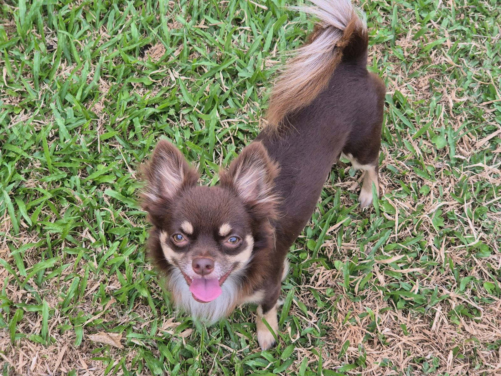 Chocolate ANKC Chihuahua DESEXED boy