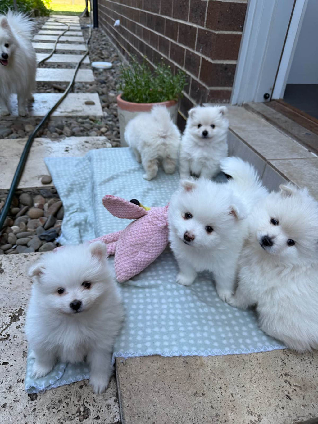 Pomeranian puppies white/ creamy white