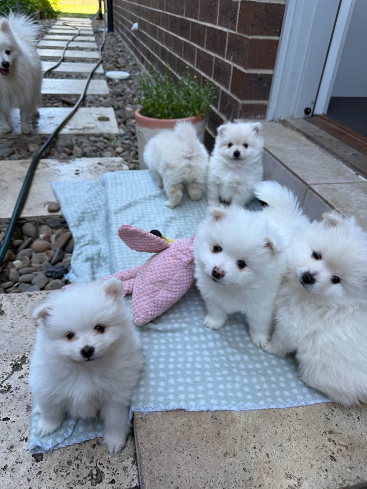 Pomeranian puppies white/ creamy white