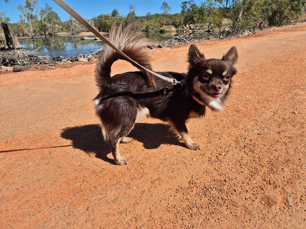 Chocolate ANKC Chihuahua DESEXED boy