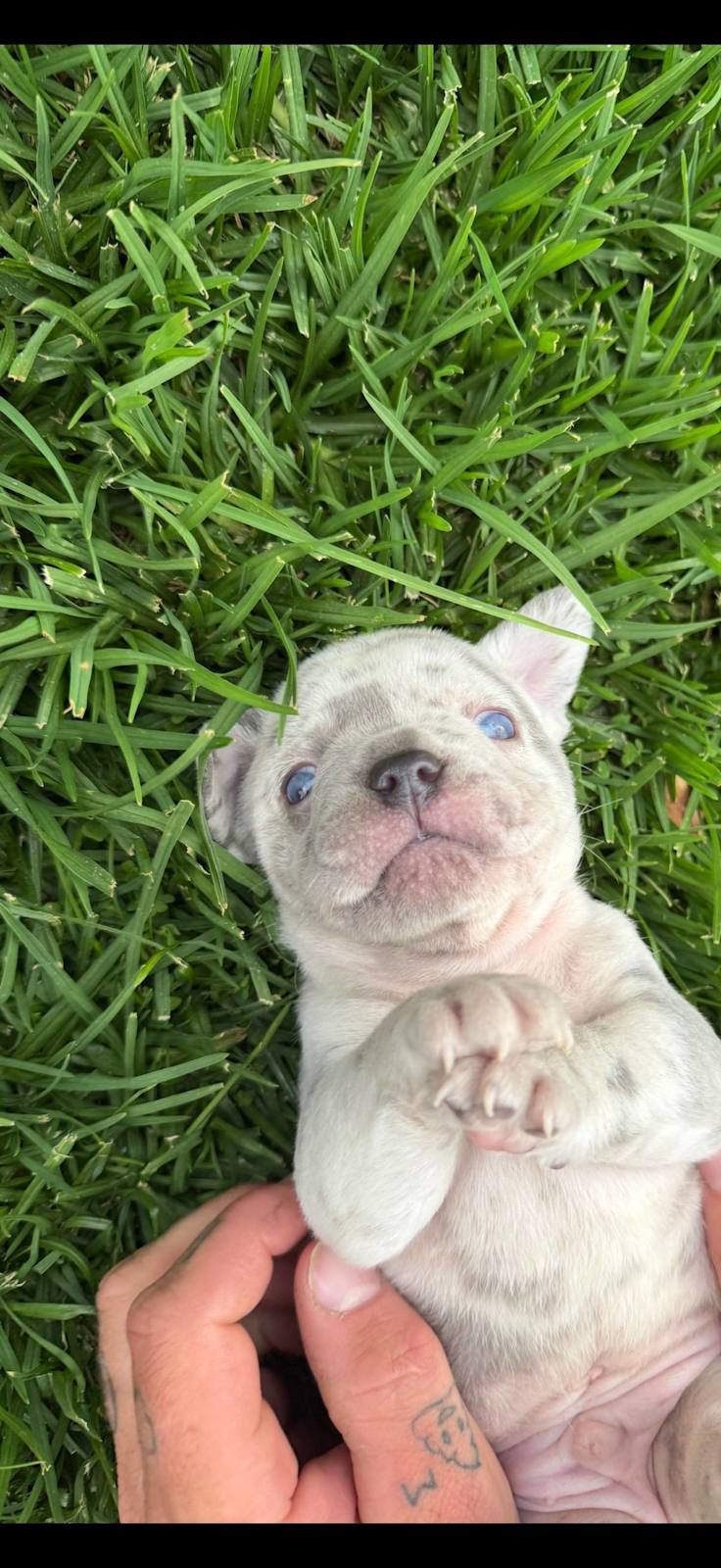 Merle Pure pedigree French bulldogs long hair carriers