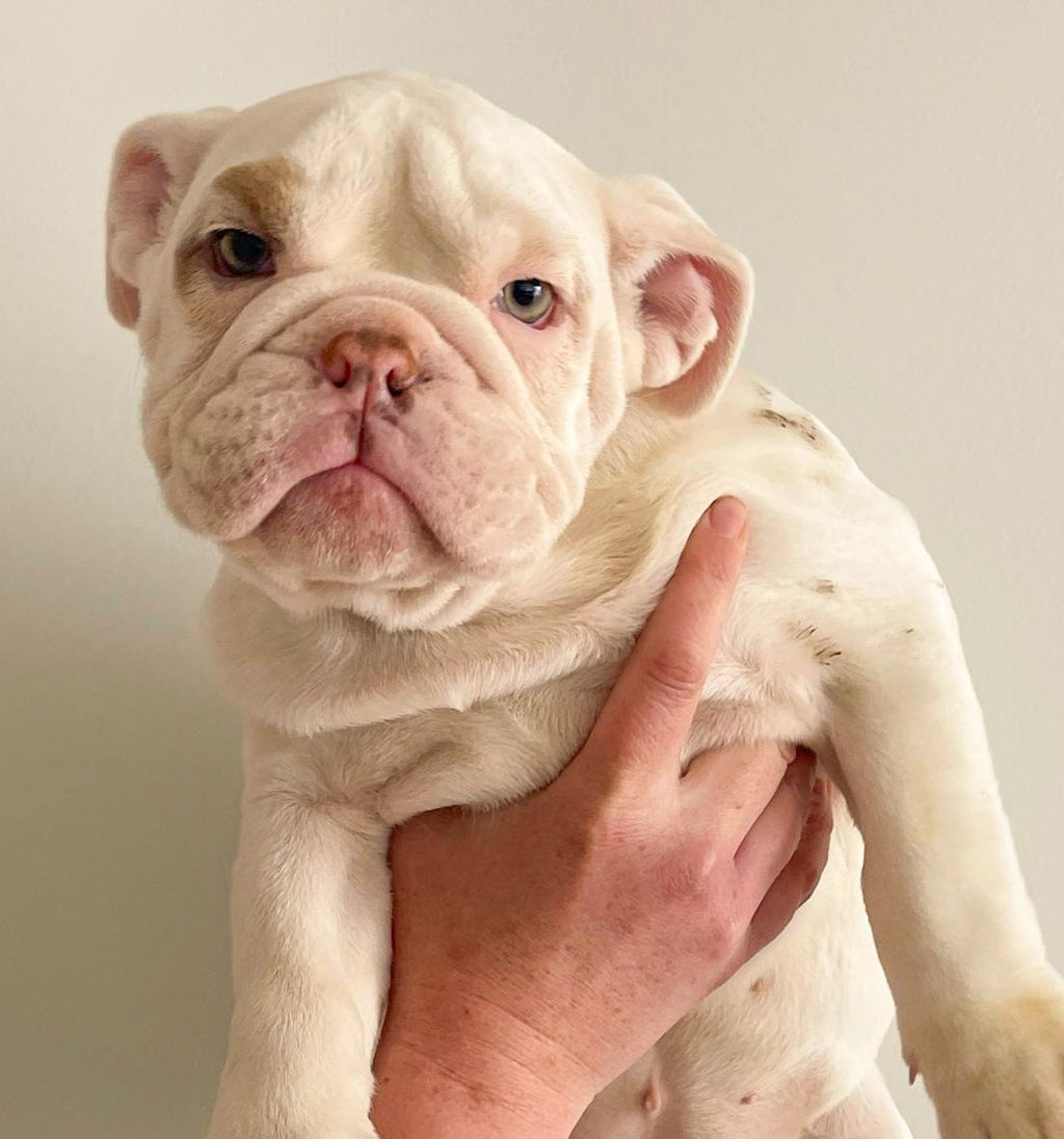 British Bulldog - Guardian or Pet