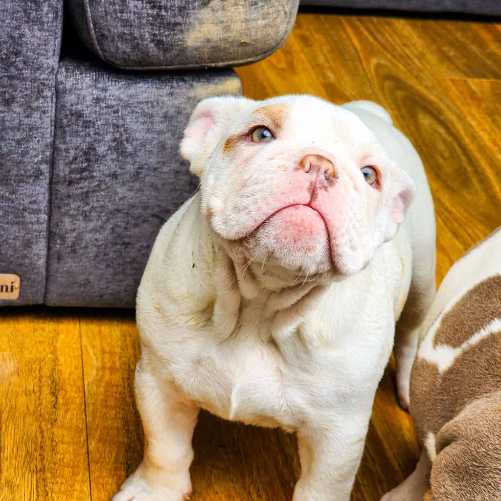 British Bulldog - Guardian or Pet