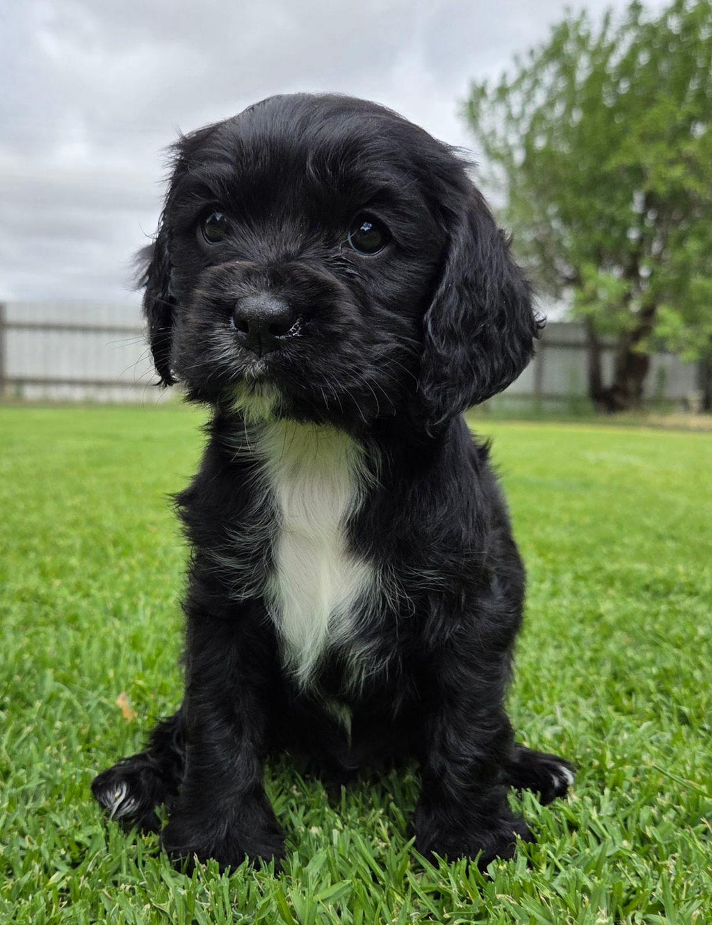 Beautiful Cockalier Puppies for sale