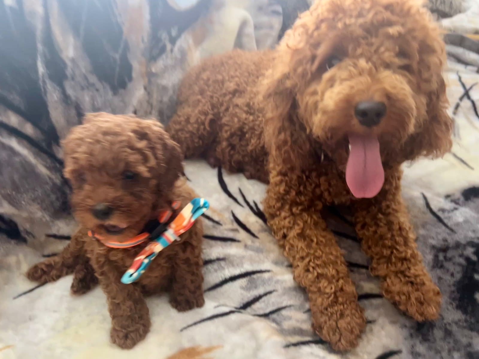 Tiny Adorable Cavoodle pups Available Now