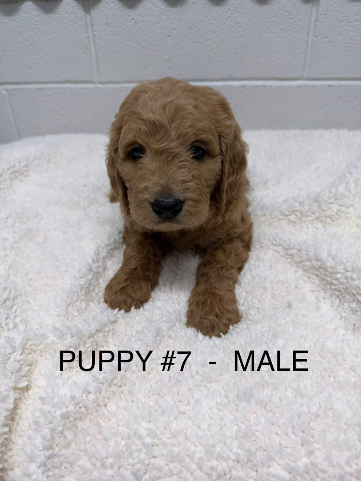 Gorgeous F1 Groodle Puppies DNA Tested, Health Guaranteed