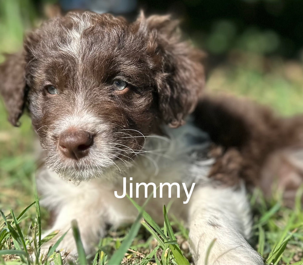 MINI BORDOODLES- Right Paw Verified -