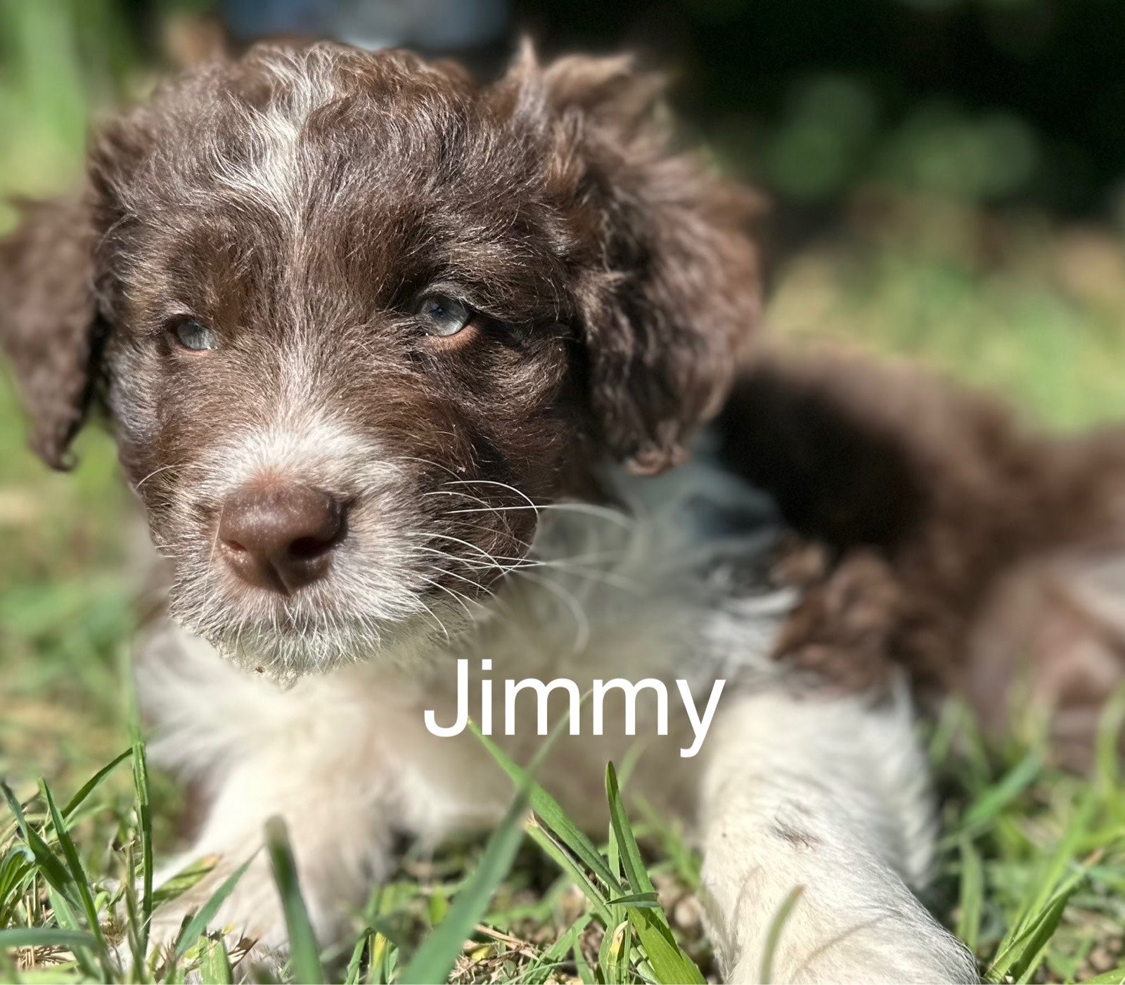 MINI BORDOODLES- Right Paw Verified -