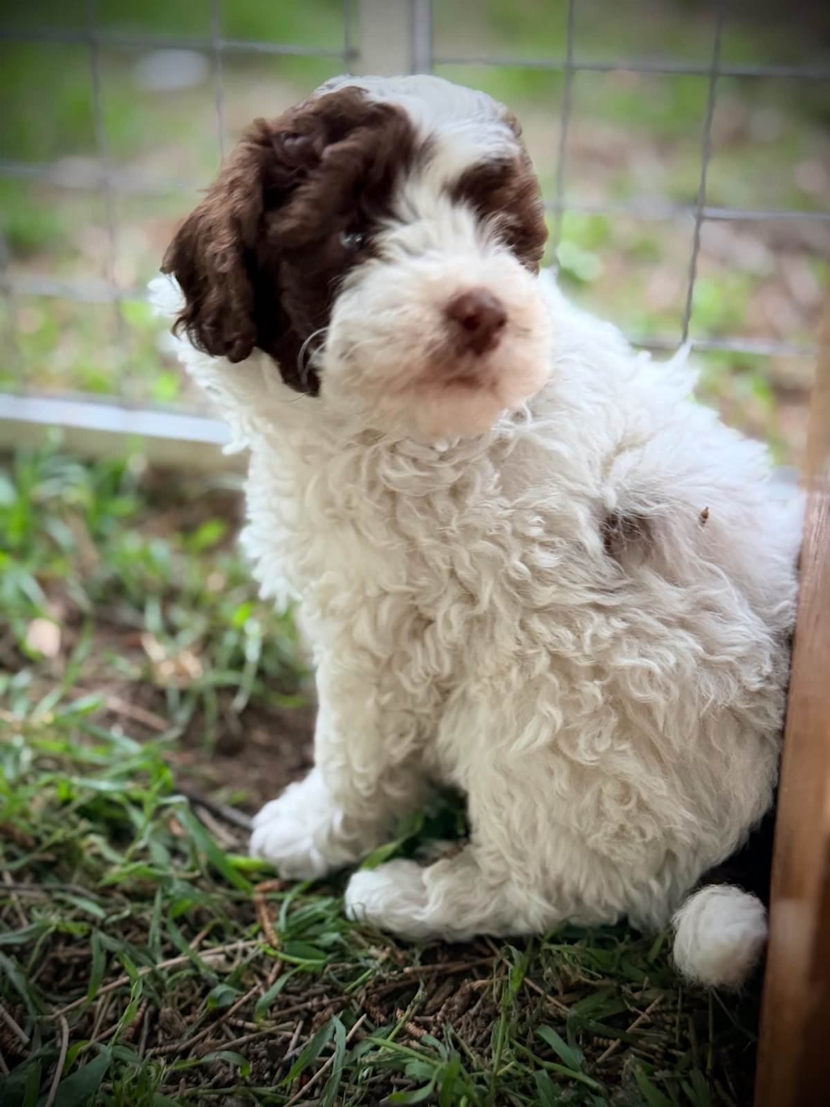 Gorgeous Pure Toy Parti Poodles