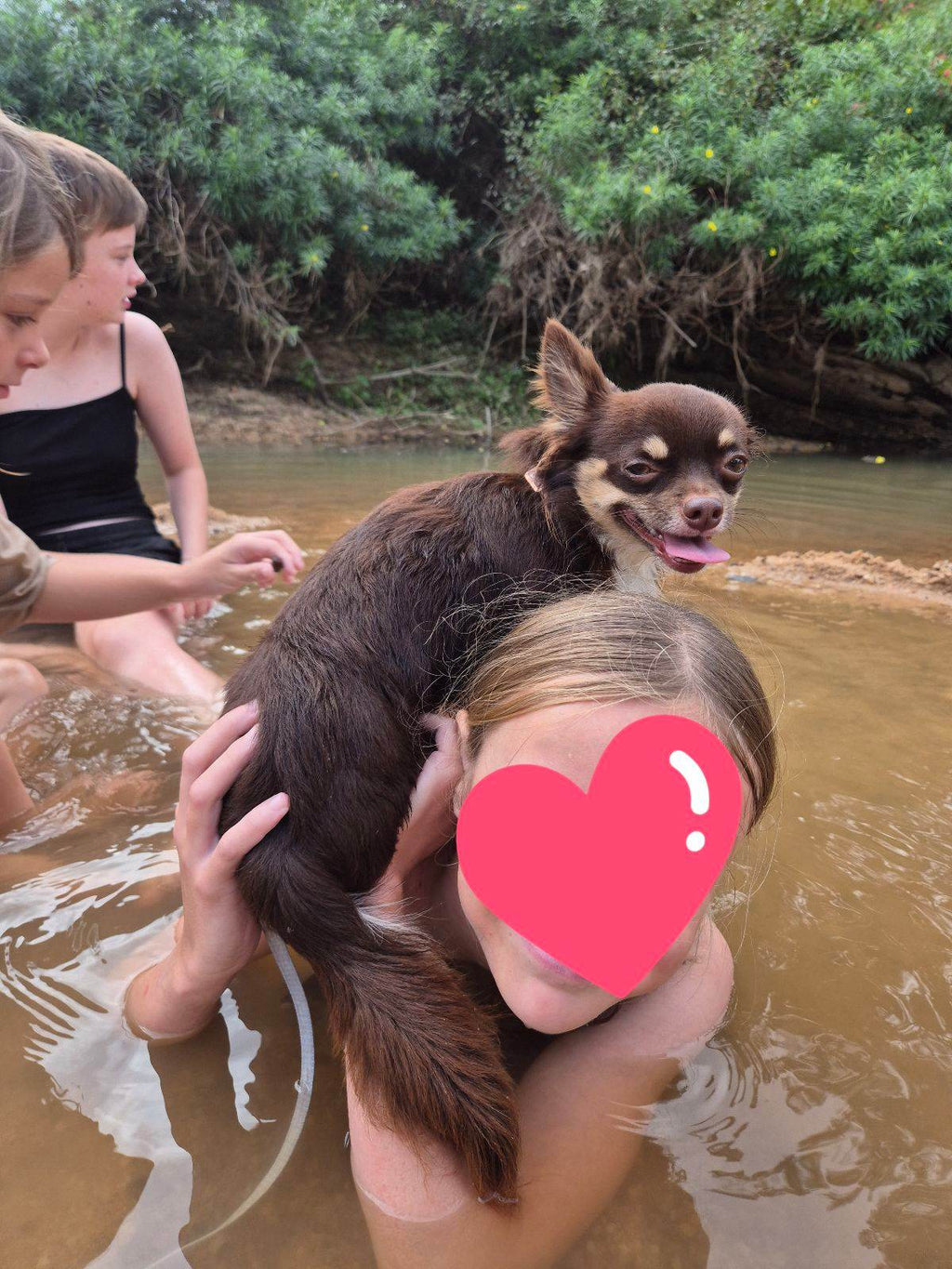 Chocolate ANKC Chihuahua DESEXED boy