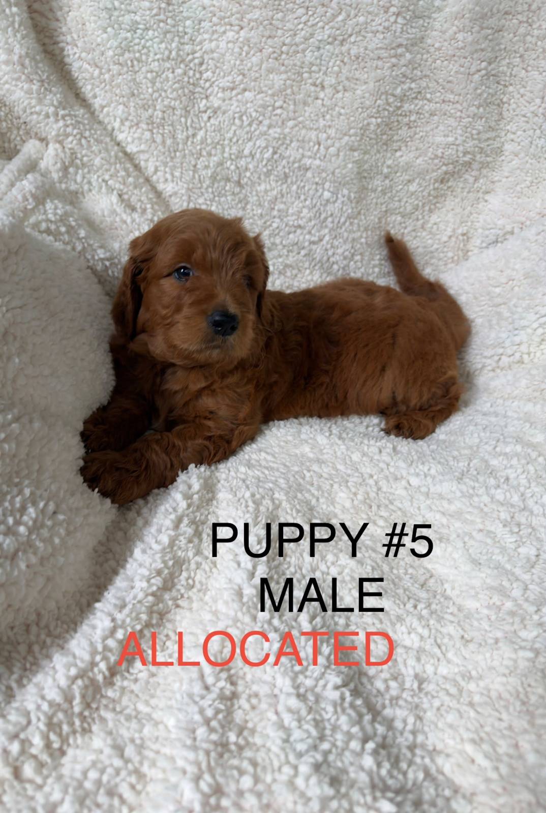 🐾 Gorgeous Groodle F1 Puppies – 🐶