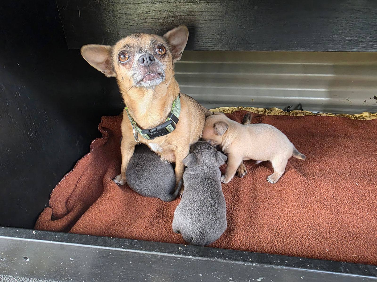 Chihuahua puppies