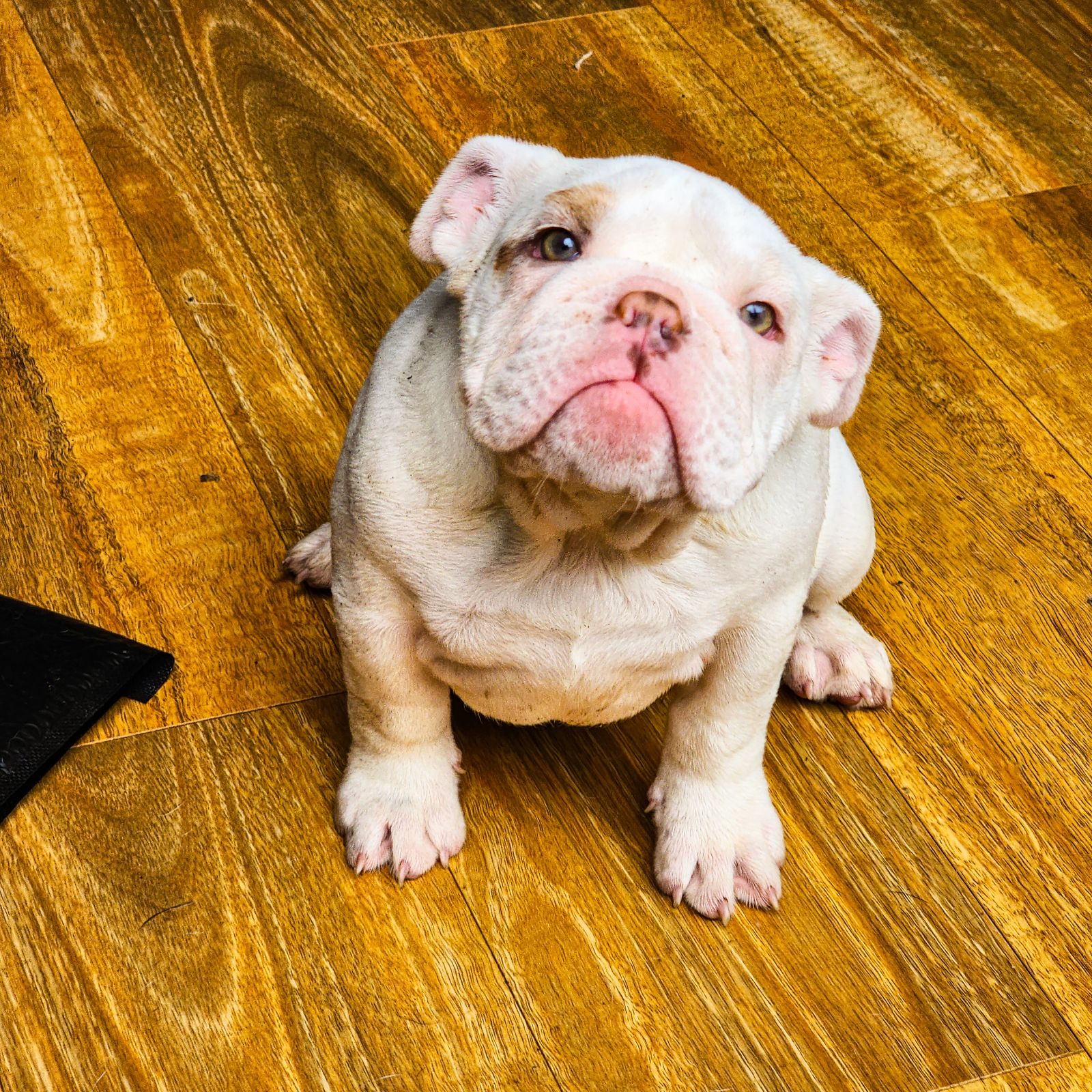 British Bulldog - Guardian or Pet